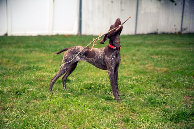 A dog with a red collar chewing on a stick